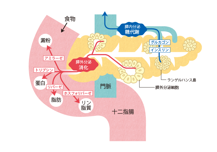 札幌医科大学での内臓の仕組みのイラスト キットデザイン株式会社