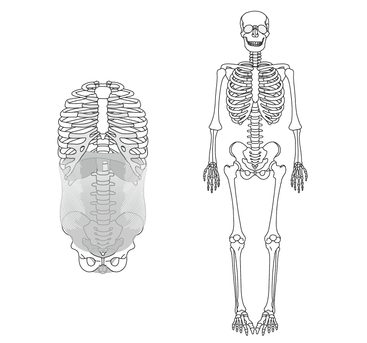 印刷可能 人体 骨格 イラスト 無料イラスト画像