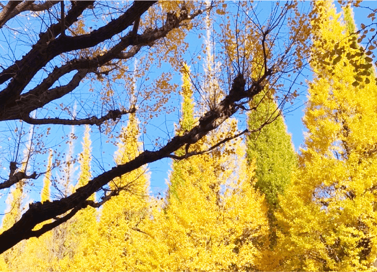 秋の東京