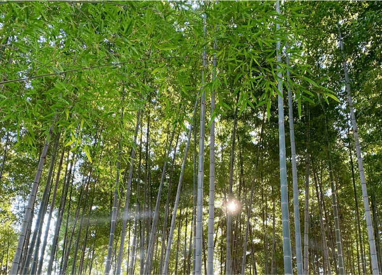 竹林の整備