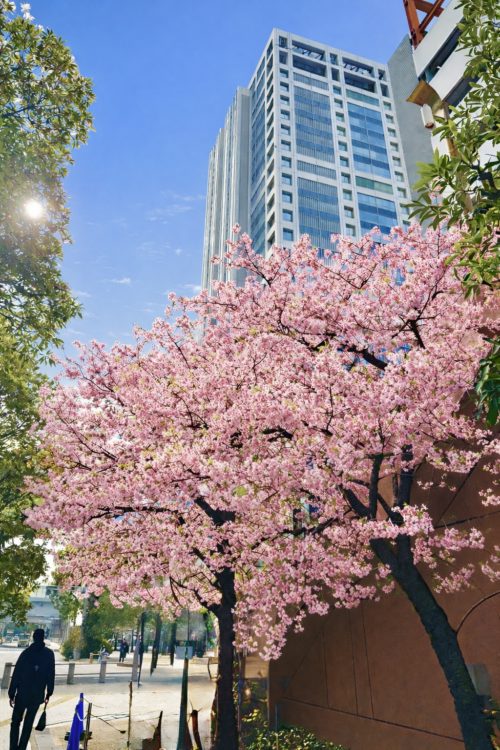 お台場の河津桜