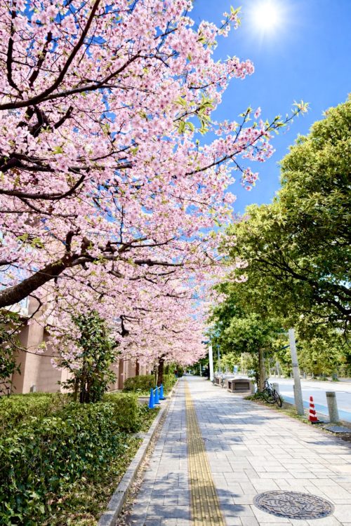 お台場の河津桜