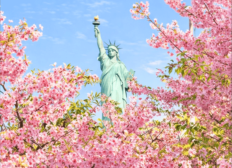 お台場の河津桜